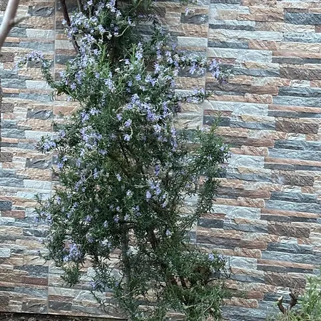 Holiday home Sofiamarholidays O Cantinho Da Avo Bina *